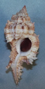 MUREX PSEUDOSUPERBUS 73.96mm SUPER CHOICE SPECIMEN Balut Is., Davao, Philippines - Picture 1 of 2
