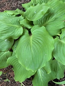 Hosta ‘ Valley’s Kumo’ Plantain Lily Plant Shipping Spring 2025 - Picture 1 of 2