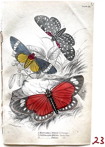 1836 Jardine/Lizars NATURALIST'S LIBRARY Hand-Colored Print #23 Hypercampa/MORE - Picture 1 of 3