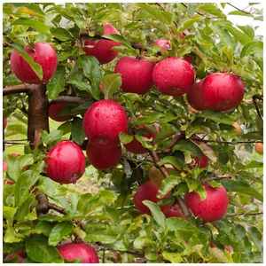 Dwarf Patio Katy Apple Tree in a 5L Pot, Miniature Tree, Ready to fruit, Sweet - Picture 1 of 3