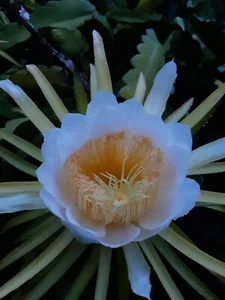 Tropical Moon Night Flower With Edible Fruit - Picture 1 of 18