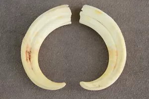 PAR DE COLMILLOS DE JABALÍ COMUNES REALES Phacochoerus africanus (diente, talla, pipa) - Imagen 1 de 15