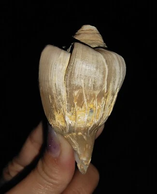 SEA SHELL FOSSIL, GASTROPODA FASCIOLARIDAE, FROM JAVA, INDONESIA, 67MM - Image 1 of 4