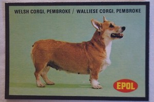 Dogs Vintage 1974 Epol Animal Feeds Colour Collector Card - Welsh Corgi Pembroke
