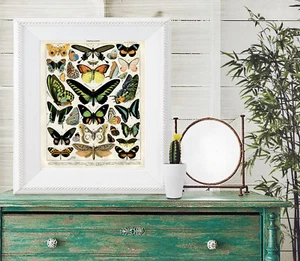 Larousse bunte Schmetterlinge Schmetterling Wandbild Papillon Insekten Poster Druck - Bild 1 von 3