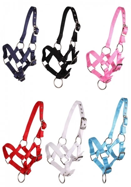 Fohlenhalfter Halfter Fohlen Nylonhalfter QHP 4 Fohlengrößen 6 Farben - Bild 1 von 1