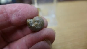 GEOLOGICAL ENTERPRISES Mississippian fossil cephalopod Goniatites americanus - Picture 1 of 5