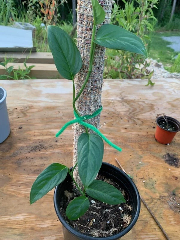 Obliqua Suriname - Image 1 of 1