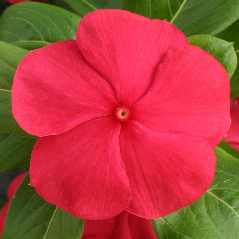 Vinca Seeds Cobra Red 25 Seeds Flower Seeds - Image 1 of 1