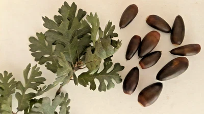 10+ Fresh Seeds Quercus Lobata Valley Oak 2025 Season - Image 1 of 4