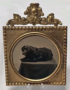 Ungewöhnliches Farbbild Fotostudio Bild Jagd - Spaniel Hund liegend gerahmt - Bild 1 von 5