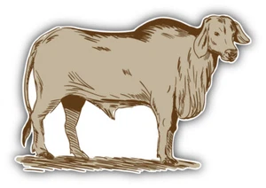 Brahman Bull Sketch Animal Car Bumper Sticker Decal - Picture 1 of 1