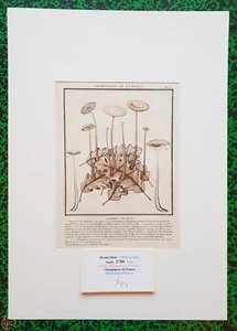 XVIII ème - P Bulliard - Champignon de la France - Superbe Gravure n°158 - 1784 - Picture 1 of 1
