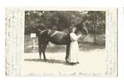 Rppc Townsend Massachusetts Mass Horse 16 Abbie A Barber Horse Alberta Colt 1909