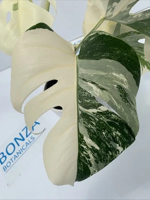 Monstera deliciosa var Borsigiana Variegated Albo ESTABLISHED PLANT Rare Indoor - image 1 of 4