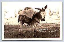 Vintage RPPC A Nevada Desert Canary Burro Mule Donkey 1938 Mining Reno NV Q23