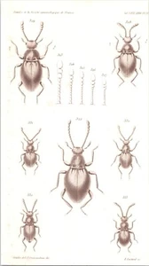 Impresión entomología antigua original de 1898 - insectos - escarabajos - Imagen 1 de 1