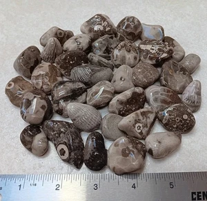 35 Petoskey Stein Favoriten Crinoiden Rugosa unpoliert Posten 1 Pfund Mi Fossilien  - Bild 1 von 4