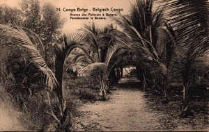 Congo Avenue des Palmiers à Banana Vintage Postcard B274 - Picture 1 of 2