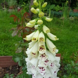 1 GR DE DIGITALIS PURPUREA 'Blanco Dálmata" APROX. 10000 SEMILLAS - Imagen 1 de 1