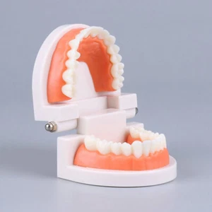 Standard Teeth Model Adult Standard Typodont Demonstration Denture Model Display - Afbeelding 1 van 10