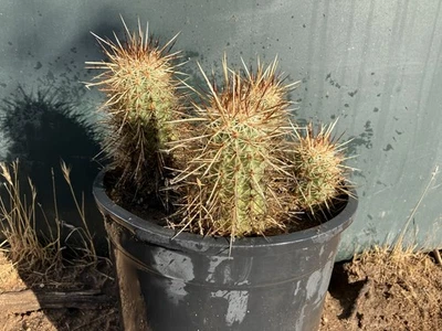 Echinocereus Engelmannii -  Hedgehog Cactus, Rooted, Live PLant - Image 1 of 3