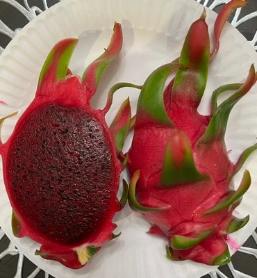 ****OUT OF STOCK**Dragon Fruit “Sin Espinas”  (no Thorns) Dragon Fruit Cuttings - Image 1 of 4