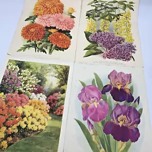 Vintage Botanical Prints X 4 Amateur Gardening 1937 Colour Flower Prints - Picture 1 of 8