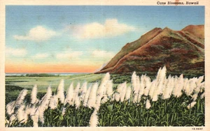 Cane Blossoms Hawaii Vintage Postcard - Picture 1 of 2