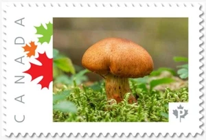 MUSHROOM = BROWN = Picture Postage MNH Canada 2019 [p19-02-sn19] - Picture 1 of 2