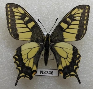 Papilio machaon lapponica 1 m Russia aberrazione polare degli uri bella forma N3746 - Foto 1 di 2
