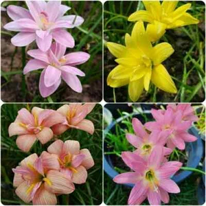 1 bulb AUTHENTIC Rain Lily Zephyranthes 70-150mm size (130 varieties) - Picture 1 of 43