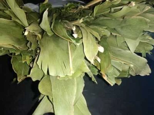 Hojas secas Alpinia Galanga Maha Araththa Kulanjan Ayurveda Ceilán 250 g-750 g - Imagen 1 de 2