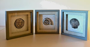 Sealife Scatole Ombra con Cornice in Legno di Stella Marina Decorazione da Parete Set di (3) 6,5 x6,5 - Foto 1 di 9