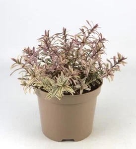 Hebe x Hybrida 'Arco Iris' 9cm Maceta Plantas Pack x3 - Imagen 1 de 2