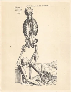  Brett Anatomie LE TITIEN Reproduktion Werbung PARABOLIN Nr. 14 VD - Bild 1 von 2