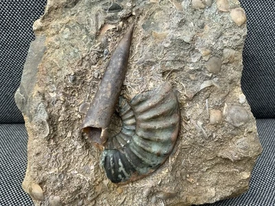 Scunthorpe Fossil Belemnite In Matrix, Rare Jurassic Squid, England, UK. - Image 1 of 4