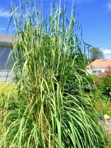 50 RAVENOUS GRASS SEEEDS - Saccharum ravennae . - Picture 1 of 6