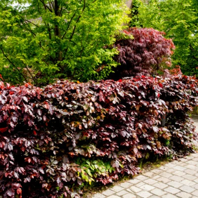 5 Copper Purple Beech Hedging 40-60cm Beautiful Strong 2yr Old Plants 1-2ft - Image 1 of 4