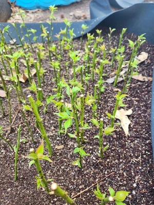 Japanese Flowering Apricot White Flowering Prunus Mume Aka Ume For Bonsai Tree - Image 1 of 2