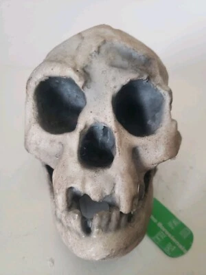 Homo Floresiensis Hobbit Skull High Precision Replica - Image 1 of 4