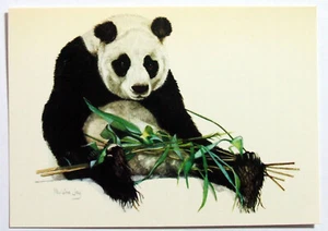 Art Postcard - PANDA WITH BAMBOO SHOOTS, Pauline Jay, Medici P.C.1865 (AN6-12) - Picture 1 of 2