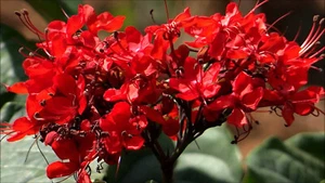 5 SEMILLAS DE CLERODENDRUM SPLENDENS "ÁRBOL ENCANTADOR" - Bild 1 von 1