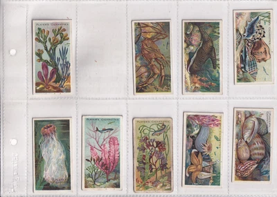 PLAYER'S - WONDERS OF THE DEEP - NO. 20 OLIVE SHELL - TYPE CARD - ISSUED 1904 - Image 1 of 2