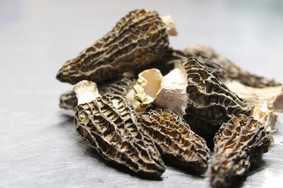 Dried Wild Morel Mushrooms 1 oz. (Harvested July, 2024 - Kalispell, Montana) - Image 1 of 1