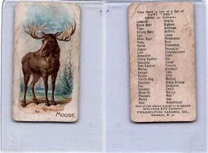 E28 Philadelphia Caramel, Zoo Cards, 1907, Moose - Picture 1 of 1