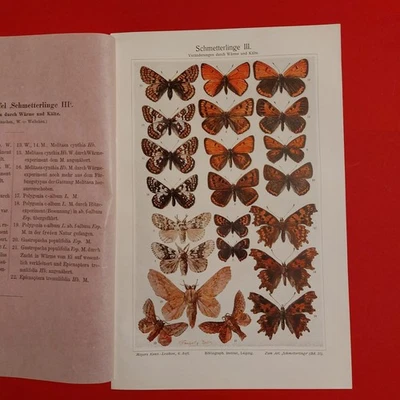 2 x Orig.(1908) Chromolithographie Schmetterlinge  - Bild 1 von 4