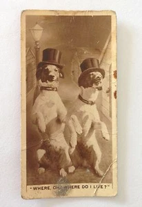 Dogs In Top Hats De Reszke 1932 Real Photographs Rare Cigarette Card (B71) - Picture 1 of 1