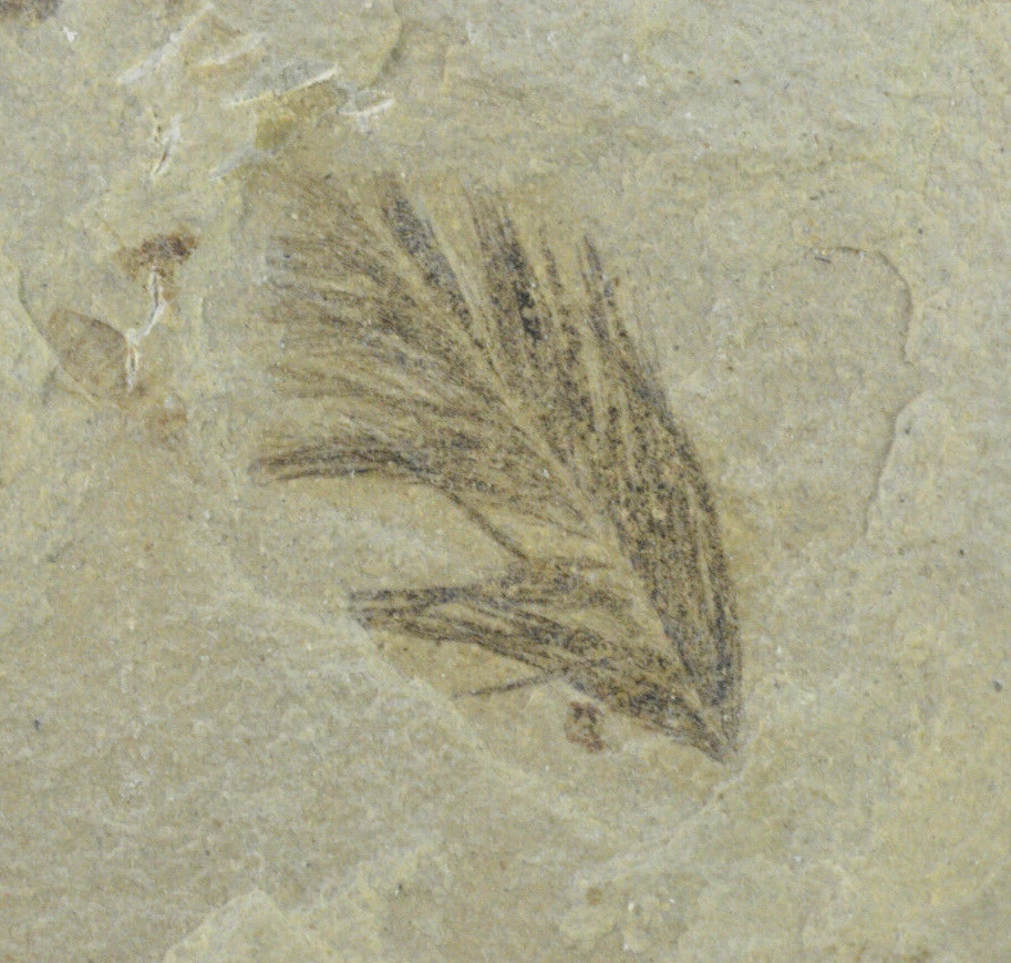Feather Fossil, leaf, cranefly, Green River Formation, Bonanza, Utah - Image 1 of 4