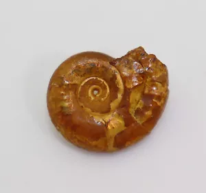 Ammonit, Lunuloceras sp., Jura, Callov, Schwabthal, Deutschland -k120 - Bild 1 von 4